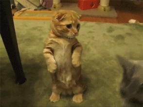 Name:  qLupi.gif
Hits: 204
Gre:  498,2 KB