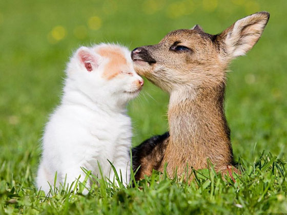 Name:  1367180339_cute-baby-deer-with-her-kitten-friend-cute-animal-friendship.jpg
Hits: 236
Gre:  59,1 KB