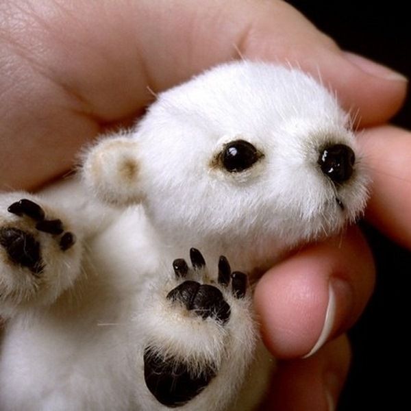 Name:  Cute-Baby-Animals-13.jpg
Hits: 167
Gre:  42,5 KB