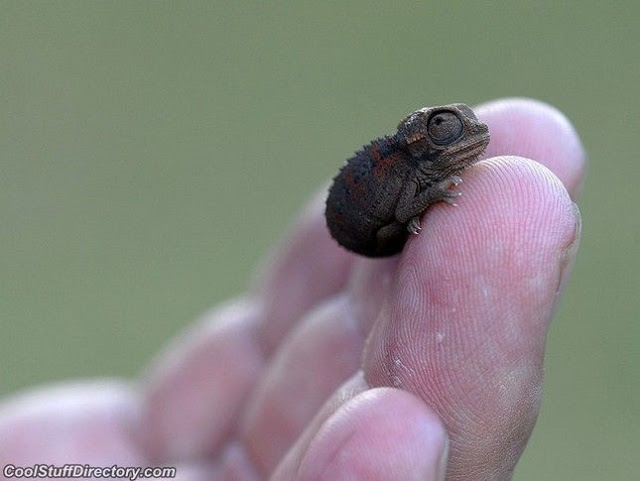 Name:  Baby Chameleon.jpg
Hits: 180
Gre:  49,5 KB