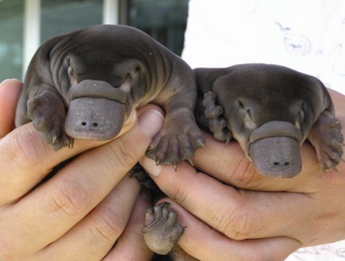 Name:  baby-platypuses-cute.jpg
Hits: 216
Gre:  40,7 KB