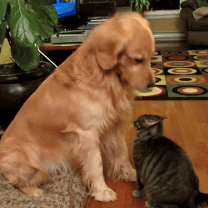 Name:  8UmIQpg.gif
Hits: 418
Gre:  1.005,2 KB
