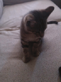 Name:  3V6TMY9.gif
Hits: 468
Gre:  1,13 MB
