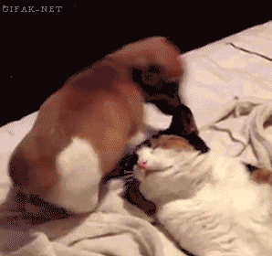 Name:  qt7DnEO.gif
Hits: 163
Gre:  1,99 MB