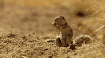 Name:  EAA4gwR.gif
Hits: 148
Gre:  1,97 MB