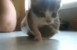 Name:  6TxkqKD.gif
Hits: 139
Gre:  1,97 MB