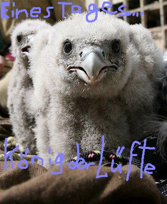 Name:  klf.JPG
Hits: 187
Gre:  31,9 KB