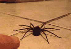 Name:  41JPxNk.gif
Hits: 217
Gre:  1,23 MB