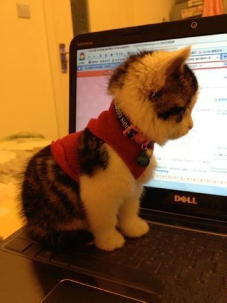 Name:  canicheckmyemeow.jpg
Hits: 206
Gre:  31,8 KB