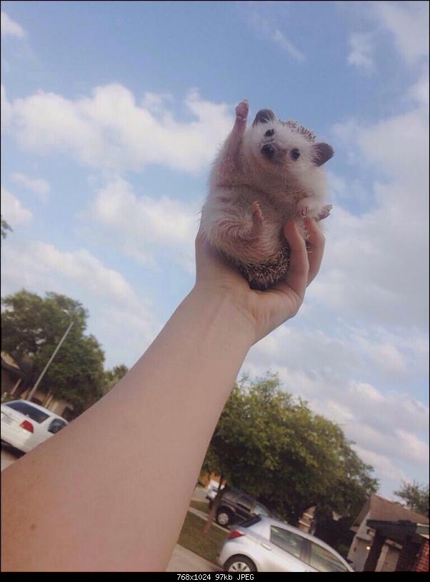 Klicken Sie auf die Grafik fr eine grere Ansicht 

Name:	hedgehogtothesky.jpg 
Hits:	130 
Gre:	96,7 KB 
ID:	14100