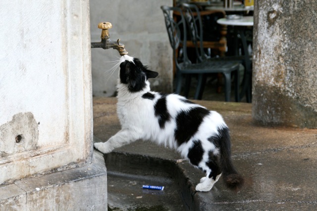 Name:  Miezi-am-Wasserhahn.jpeg
Hits: 2874
Gr��e:  90,0 KB