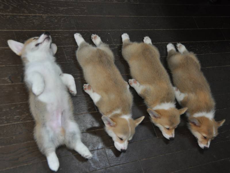 Name:  xdngDcg.jpg
Hits: 153
Gre:  40,7 KB