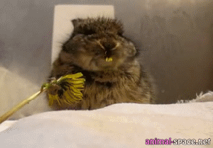 Name:  YXszOsX.gif
Hits: 133
Gre:  266,3 KB