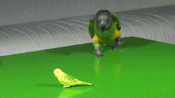 Name:  Y1zCkQC.gif
Hits: 146
Gre:  1,75 MB