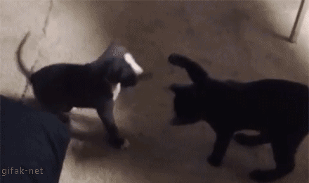 Name:  pikabu-1410409052-1778082591.gif
Hits: 139
Gre:  1,99 MB