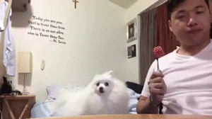 Name:  rj1rXt1.gif
Hits: 186
Gre:  1,98 MB