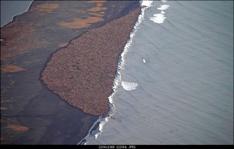 Klicken Sie auf die Grafik fr eine grere Ansicht 

Name:	walrusses.jpg 
Hits:	109 
Gre:	1,19 MB 
ID:	14613