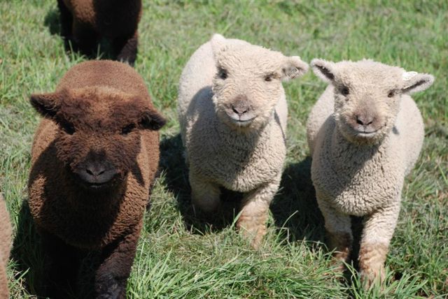 Name:  alpaca.jpg
Hits: 288
Gre:  68,6 KB