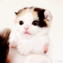 Name:  awwwwwwwwwwwwwww.gif
Hits: 360
Gr��e:  1,99 MB