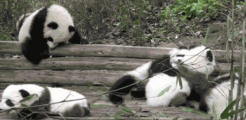 Name:  1jPkIk9.gif
Hits: 163
Gre:  977,8 KB