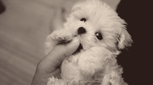 Name:  I-want-to-eat-your-finger.gif
Hits: 218
Gre:  937,5 KB