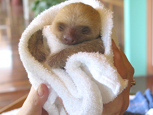 Name:  sleeping-baby-sloth.jpg
Hits: 179
Gre:  195,7 KB