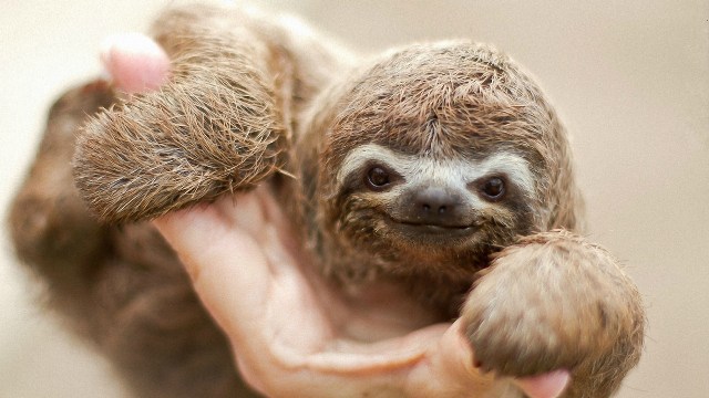 Name:  cute-baby-sloth.jpg
Hits: 397
Gre:  58,0 KB