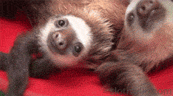 Name:  bucket_full_of_baby_sloths.gif
Hits: 151
Gre:  1,90 MB