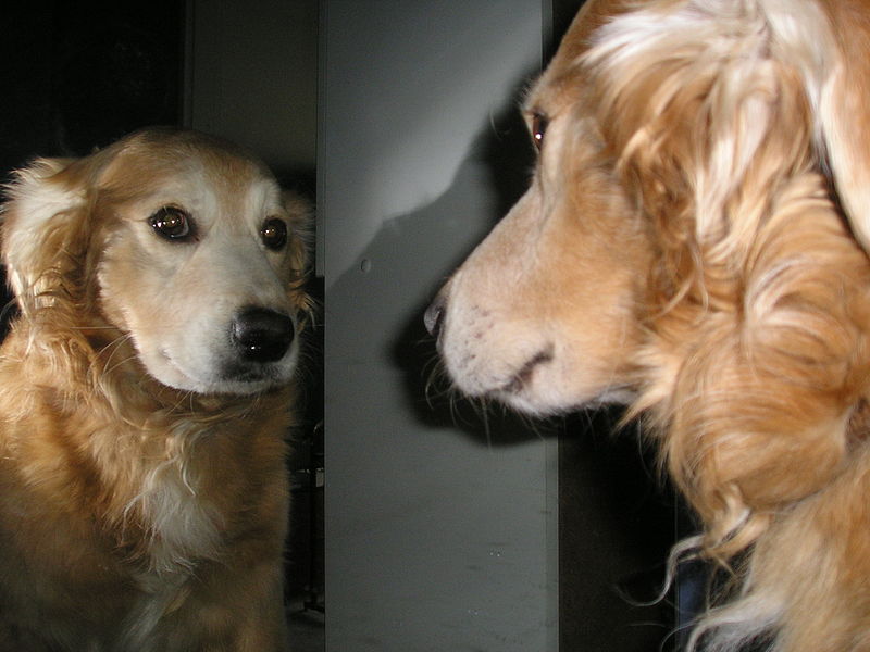 Name:  dog+looking+in+mirror.jpg
Hits: 99
Gre:  68,1 KB