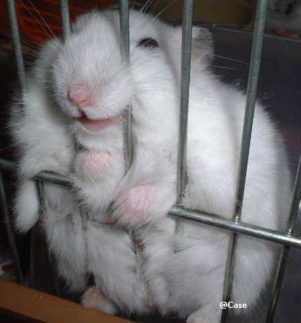Name:  fetter-hase-am-gitter.jpg
Hits: 38
Gre:  25,9 KB