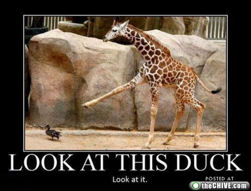 Name:  funny-random-ij-pics-16.jpg
Hits: 199
Gre:  31,4 KB