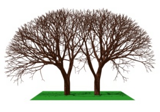 Name:  competingtrees.jpg
Hits: 1374
Gre:  31,5 KB