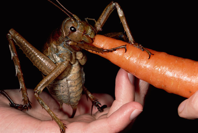 Name:  Weta-Cricket_682_1416307a.jpg
Hits: 832
Gr��e:  59,5 KB