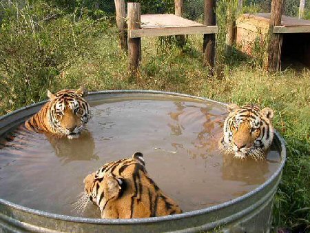 Name:  tigers_tub.jpg
Hits: 301
Gr��e:  68,2 KB