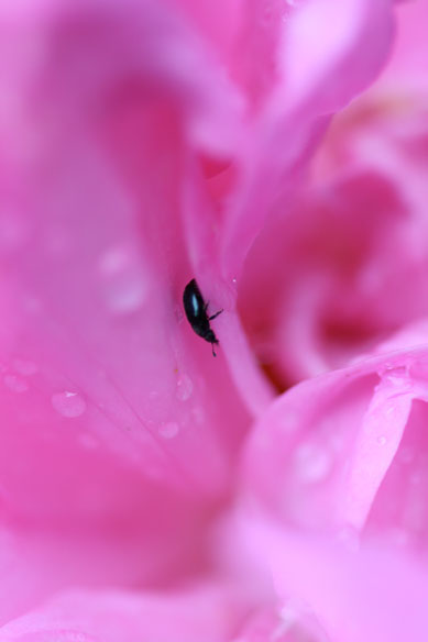 Name:  Rose-mit-kleinem-schwarzem-Kfer.jpg
Hits: 40
Gre:  18,9 KB
