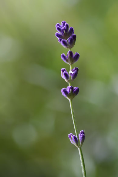 Name:  lavendel-web.jpg
Hits: 42
Gre:  18,7 KB