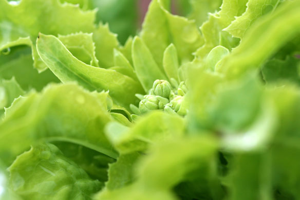 Name:  blhender-Salat.jpg
Hits: 41
Gre:  33,4 KB
