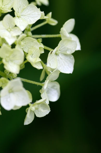 Name:  weisse-Hortensie.jpg
Hits: 44
Gre:  29,0 KB