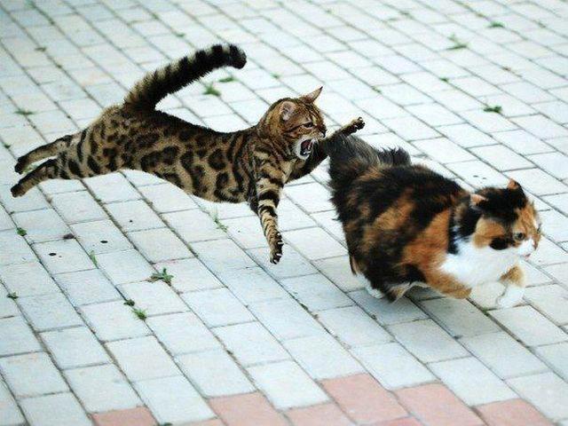 Name:  cats.jpg
Hits: 59
Gre:  54,9 KB