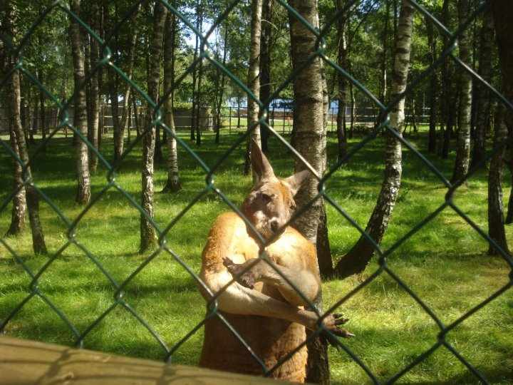 Name:  kangster.jpg
Hits: 49
Gre:  55,7 KB
