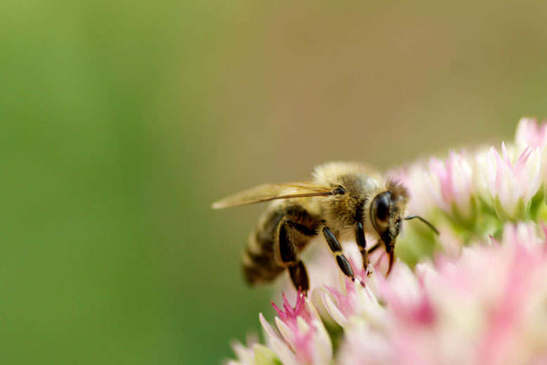 Name:  Bienchen-und-Blmchen.jpg
Hits: 54
Gre:  33,9 KB