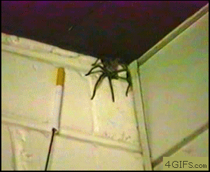 Name:  c3a2772d2e8f733c829e669acf1faa1f0.gif
Hits: 125
Gre:  1,99 MB