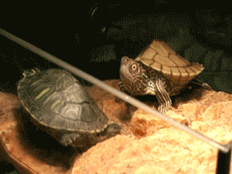 Name:  tumblr_mcgul4u0oi1rrcvoxsd.gif
Hits: 330
Gre:  795,0 KB