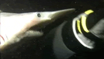 Name:  ppgfg.gif
Hits: 150
Gre:  528,3 KB