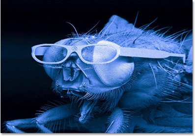 Name:  coolfly.jpg
Hits: 57
Gre:  51,6 KB