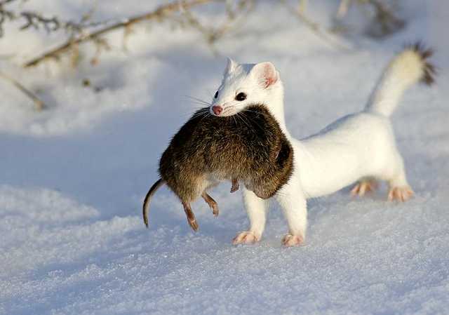 Name:  snow-weasel-2.jpg
Hits: 520
Gre:  57,7 KB