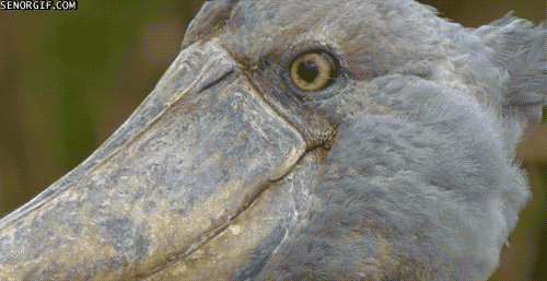 Name:  Ente.gif
Hits: 68
Gre:  952,4 KB