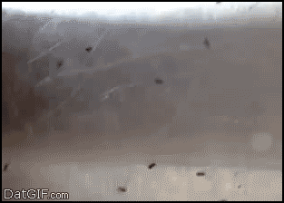 Name:  Vgbsf0F.gif
Hits: 59
Gre:  995,7 KB