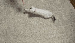 Name:  t50UyBG.gif
Hits: 59
Gre:  501,0 KB