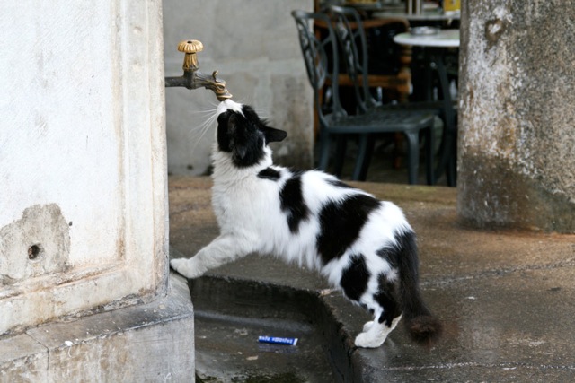 Name:  Miezi-am-Wasserhahn.jpeg
Hits: 844
Gre:  90,0 KB